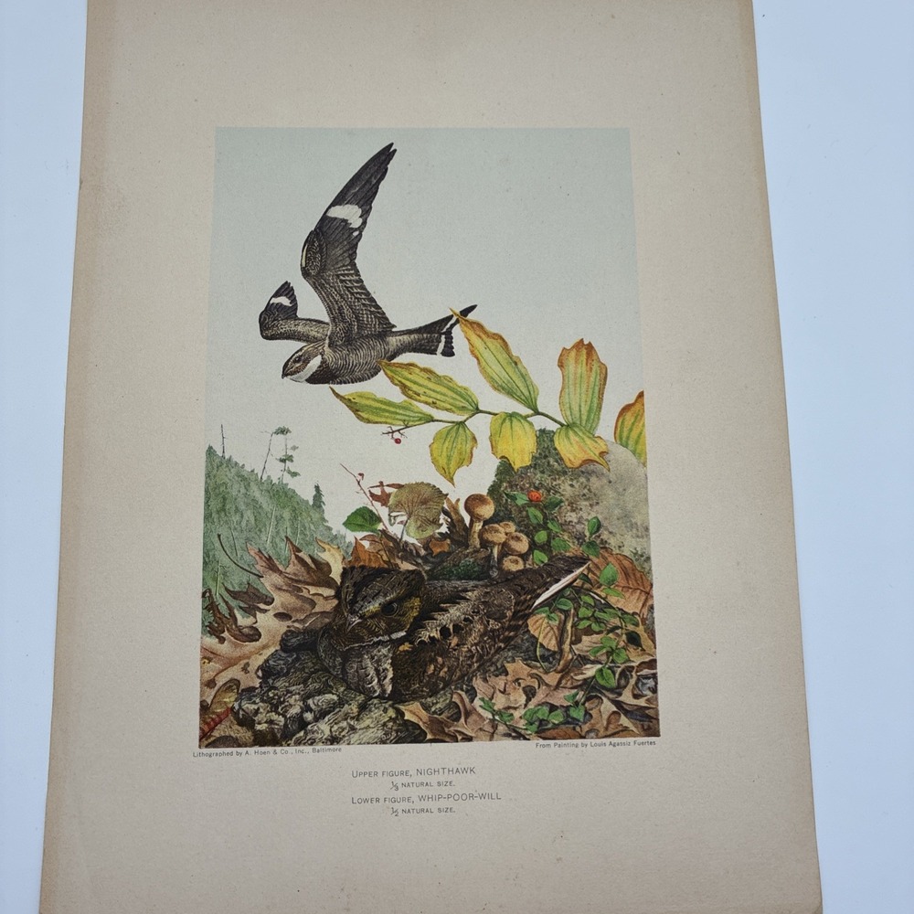Louis Agassiz Fuertes Nighthawk Whip-poor-will Bird Lithograph Print A. Hoen Co